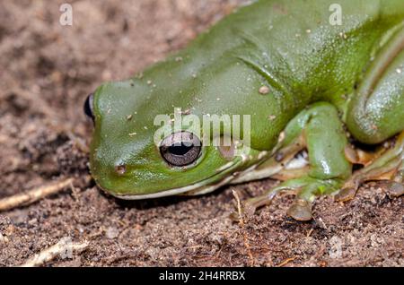 Australian green tree frog Stock Photo