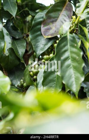 Unripe coffee beans on a coffee tree.Green coffee. Stock Photo