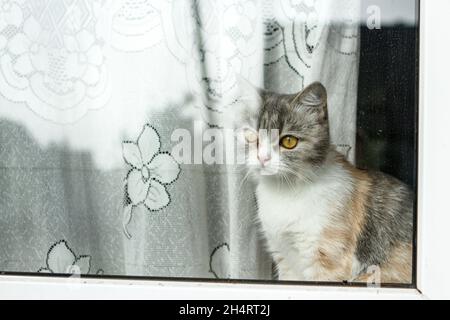 A bored multicolored cat looks out the window. Stock Photo