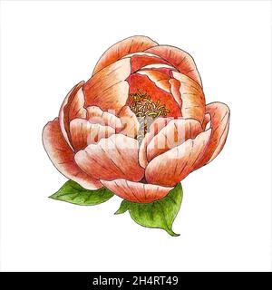 Peony flower bud with petals and leaves, vector hand-drawn pencil drawing. Tracing. Isolated, white background. Vector illustration Stock Vector