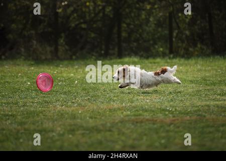 White fluffy dog tries to grab plastic disc with teeth, which is rapidly rolling across lawn. Wire haired Jack Russell Terrier goes in for sports on w Stock Photo