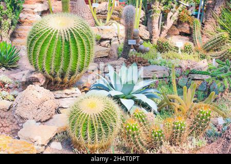 cacti, agaves, mamillaria in the botanical garden. Stock Photo