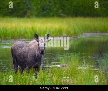Young Bull Moose Stock Photo