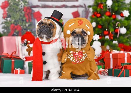 Funny Christmas dogs. French Bulldogs wearing snowman and gingerbread person costumes between seasonal decoration Stock Photo