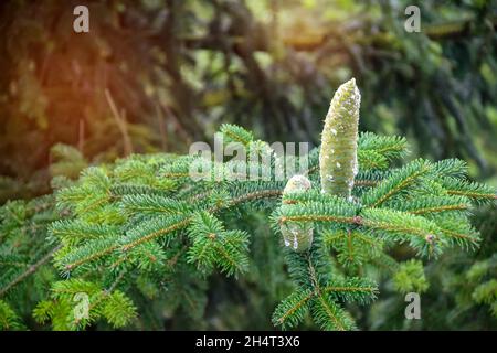 Bright green fluffy fir branches with immature cones in summer day. Natural green background. Beauty in nature. Close-up. Selective focus. Stock Photo