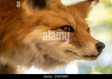 Close-up of a red fox taxidermy at Don Carter State Park Visitor Center in Gainesville, Georgia. (USA) Stock Photo