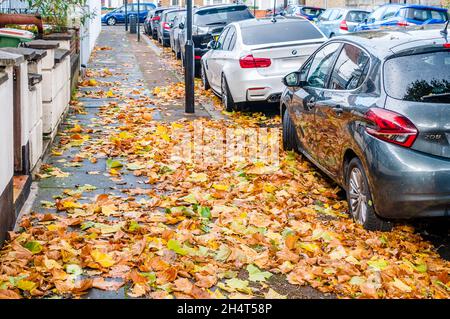 Close-up autumn yellow leaves lie on the pavement in the rain Stock Photo