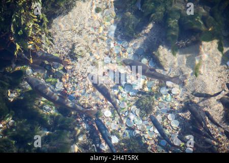 High angle image of many fish in a clear water, with coins on the bottom. Stock Photo