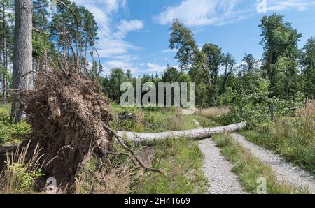 Uprooted common beech trunk with roots or loam lying on forest path. Dirt road blocked by fallen tree in summer storm. Dangerous bent linden. Blue sky. Stock Photo