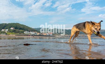Dog friendly beach, Sandsend, is the perfect place for walking dogs all year round, here on a beautiful sunny day being photo bombed by a dog catching Stock Photo
