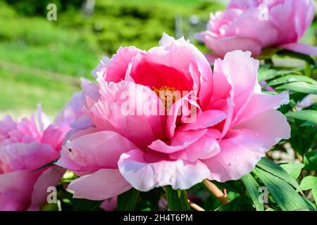 One large delicate pink peony flower in direct sunlight, in a garden in a sunny summer day, beautiful outdoor floral background photographed with sele Stock Photo