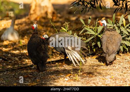 (Numididae) It is the subfamily of the Pheasant (Phasianidae) family with the name Numidinae. Its homeland is Africa. They are quite large birds, with Stock Photo