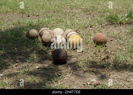 Softball on a grassy field Stock Photo