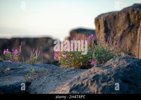 Landscape of Epilobium latifolium growing on rock at Selfoss Diamond Circle Stock Photo