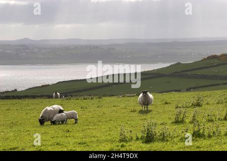 sheep grazing on hillside with view of Wigtown Bay in distance; Dumfries & Galloway, Scotland Stock Photo