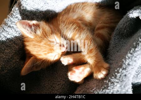 Overhead view cute little kitten sleeping indoor Stock Photo