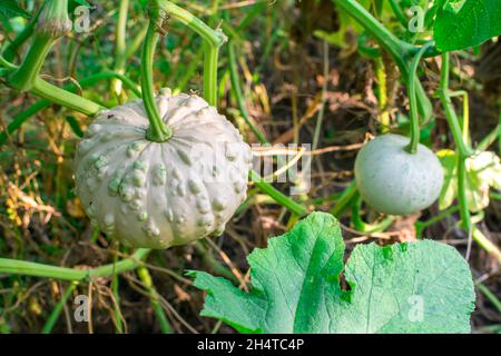 Two young decorative warty pumpkins on a bush in the garden. Agricultural season, agricultural concept. Harvesting. Stock Photo