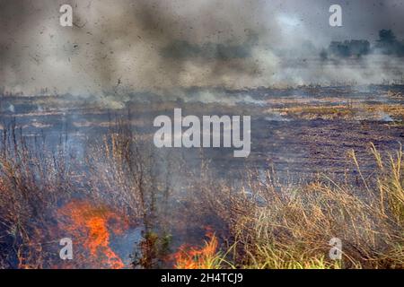 Agricultural burning. Farmers burn dry rice straw in drained fields, fields are updated, prescribed field fire. Vietnamese patch farming Stock Photo