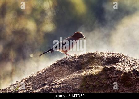 Eerial image. Winter. The Jay feeds on a pile of floating fodder grain (emit steam in the sunshine). The bird holds the seed in its beak. The photo wa Stock Photo