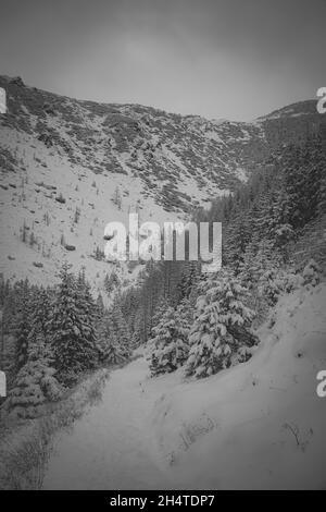 Vertical Grayscale Shot Of Snow-capped Trees And Mountains Stock Photo 