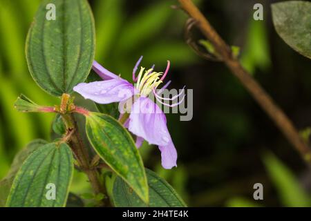 A Malabar Melastome,Melastoma malabathricum, in flower in rural Guangxi near Yangshuo, China. Stock Photo