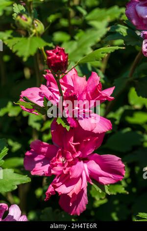 Rose of Sharon, Althea, Hibiscus syriacus 'Lucy' pink double petaled flower in bloom with buds. Kansas, USA. Stock Photo