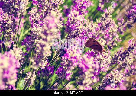 Close up of Purple Lavender flowers in Lavender Field during Summer at Countryside in Transylvania. Stock Photo