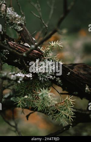 Old wet pine tree branches. Stock Photo