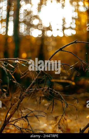 Close up pine branch with some spider web on it. Stock Photo