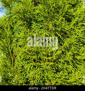 Green cypress tree thuja close up background. High quality photo Stock Photo