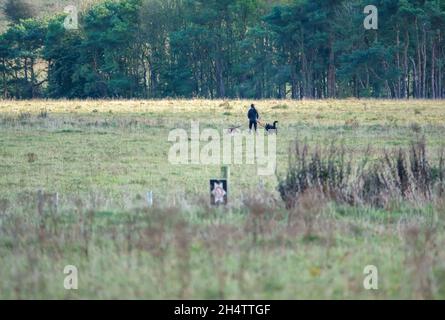 a lady walking two dogs on leads across green field with woodland background Stock Photo