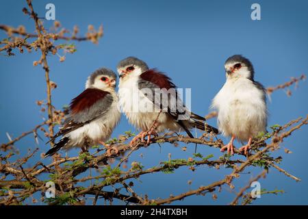 Pygmy Falcon - Polihierax semitorquatus or African falcon bird native to Africa, smallest raptor on the continent, prey on reptiles and insects, roden Stock Photo