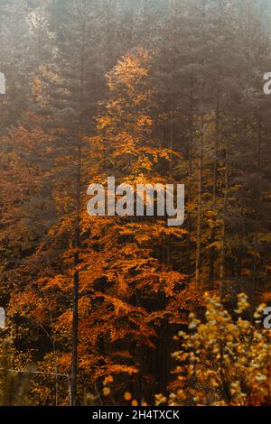 Scenic foggy vertical photograph of some orange trees. Stock Photo