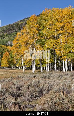 Colorful Quaking Aspen Grove  'Pando Clone', Fishlake National Forest. Stock Photo