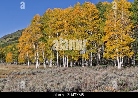 Quaking Aspen Grove  'Pando Clone',  Fishlake National Forest. Stock Photo