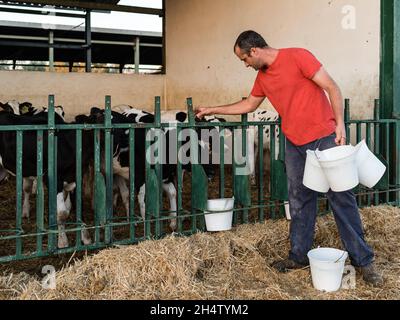 Farmer feeding calves with buckets of milk at a dairy farm. Stock Photo