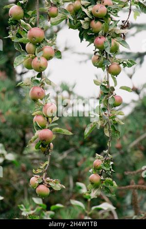 Apples on hanging branches Stock Photo