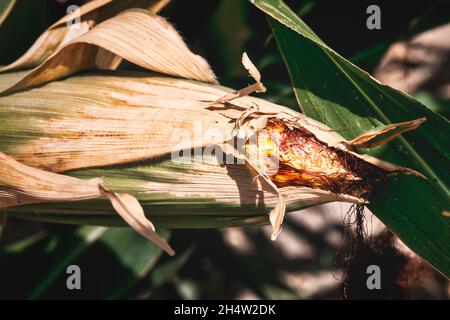 Corn on the cob in the foreground Stock Photo