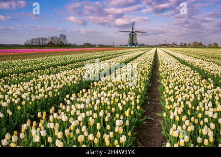 Spring tulip flowers field and windmill on traditional Holland landscape, traveling place. Cultivation of tulips, beautiful country for travel Stock Photo