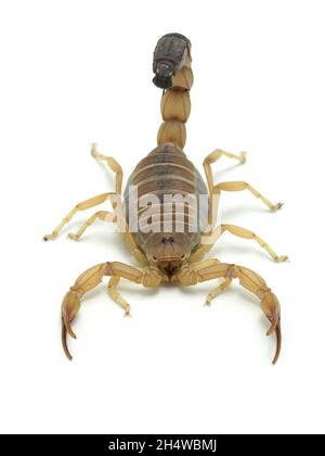 Vertical image of a highly venomous fat tail scorpion, Androctonus australis, facing the camera, isolated on white. This species from North Africa and Stock Photo