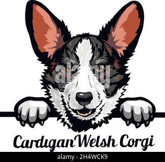 Cardigan Welsh Corgi - Color Peeking Dogs - dog breed. Color image of a dogs head isolated on a white background - vector stock Stock Vector