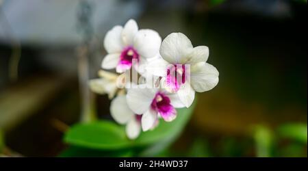 Phalaenopsis Orchid flower branch close detailed photograph against soft natural bokeh background Stock Photo