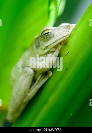 Common Indian tree frog resting on the turmeric plant leaves close up photograph, Stock Photo