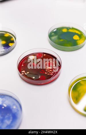 Close up of petri dish on laboratory desk at clinic. Professional instruments of glass plates with bacteria and virus prepared for microscopic analysis in biochemistry cabinet Stock Photo