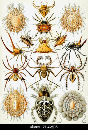 Ernst Haeckel - Arachnida - 1904 - Spiders Stock Photo