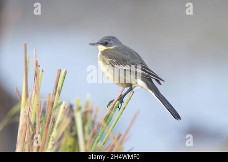 The Mongolian yellow wagtail (Motacilla tschutschensis) is a small passerine in the wagtail family Motacillidae. Stock Photo