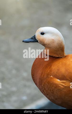 Ruddy shelduck stands on stone pavement, Ruddy shelduck, Tadorna ...
