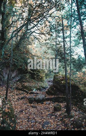 trails covered in leaves in fall. Stock Photo