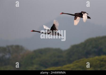 Black Swans (Cygnus atratus), an introduced species, in flight over Mai Po Nature Reserve, Hong Kong 1st October 2021 Stock Photo