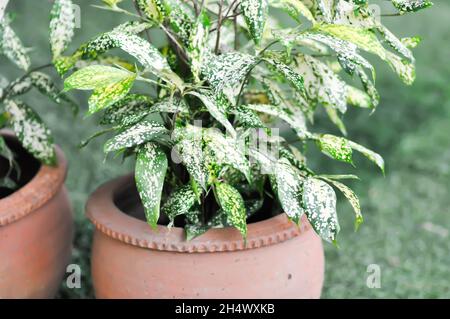 Gold dust Dracaena , Florida Beauty or Dracaena surculosa or Florida Beauty  Stock Photo - Alamy